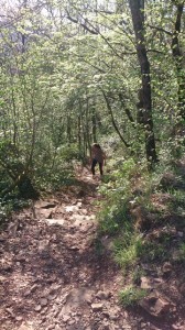 02-04-14 chemin des chamois inverse (7)